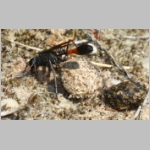 Ammophila sabulosa - Sandwespe 64c Sandwespe-oeffnet fremdes Nest - Sandgrube-Niedringhaussee.jpg
